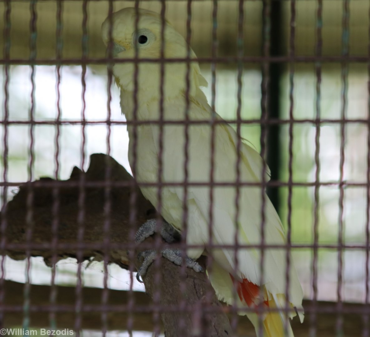 Red-vented Cockatoo