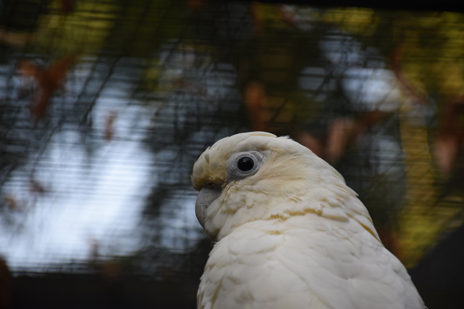 Red-vented cockatoo