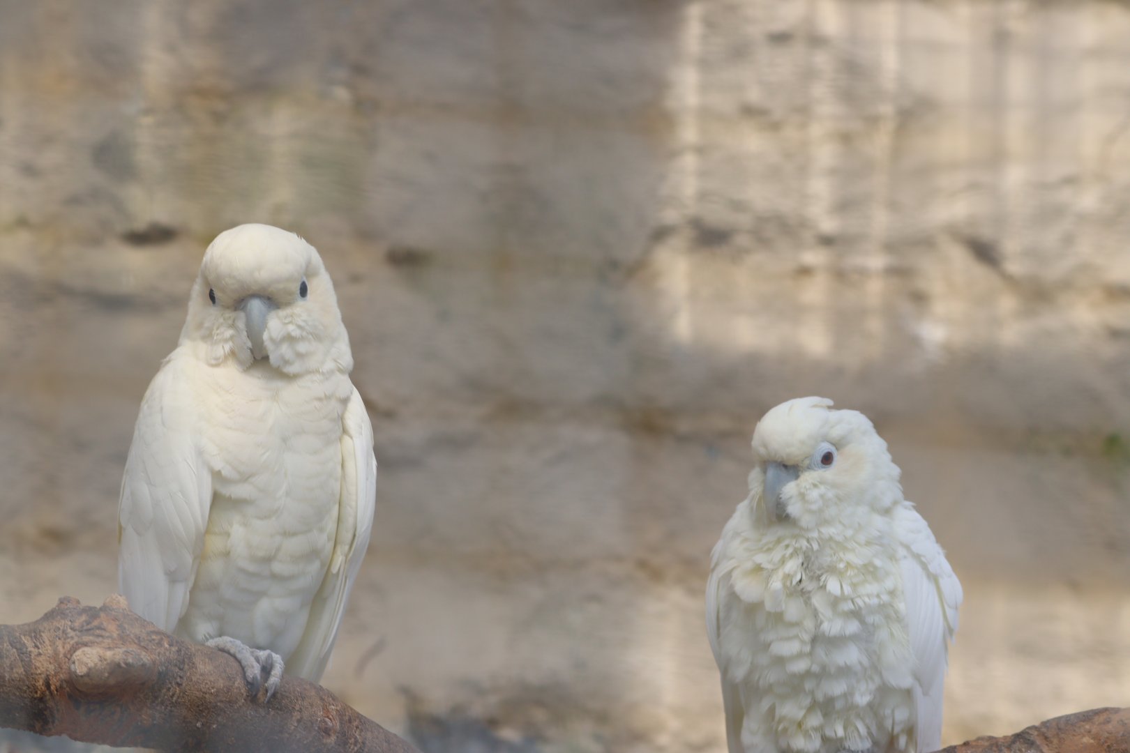 Red-vented Cockatoos