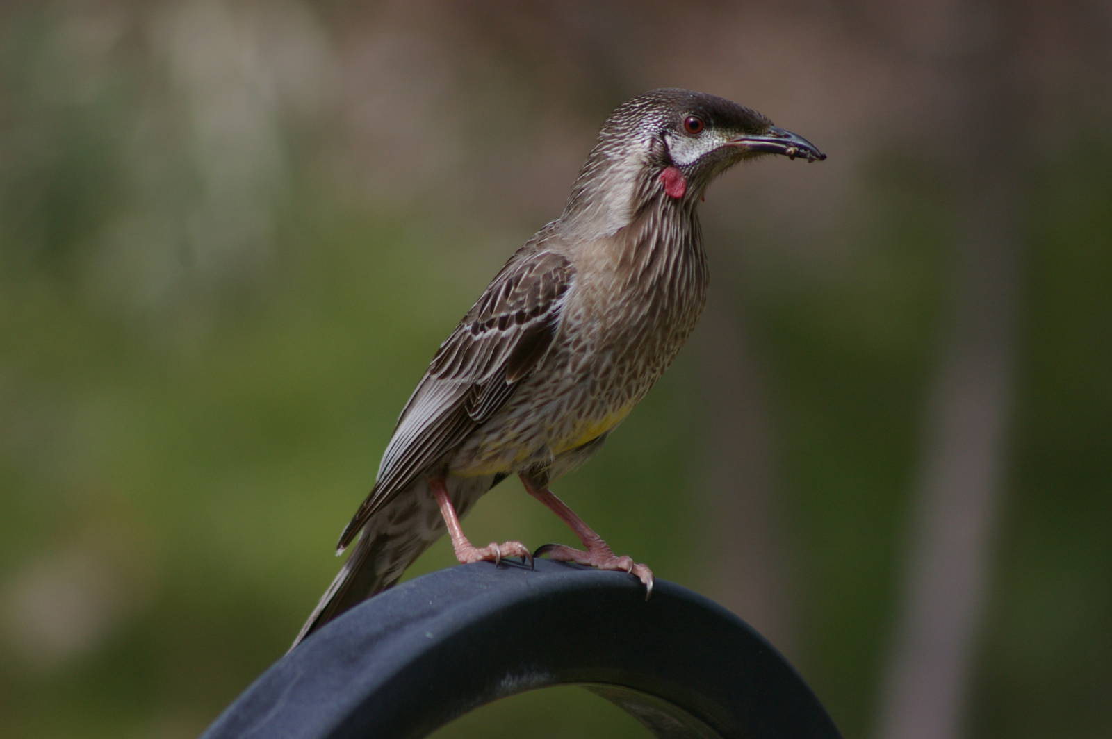 Red wattlebird (Anthochaera carunculata)