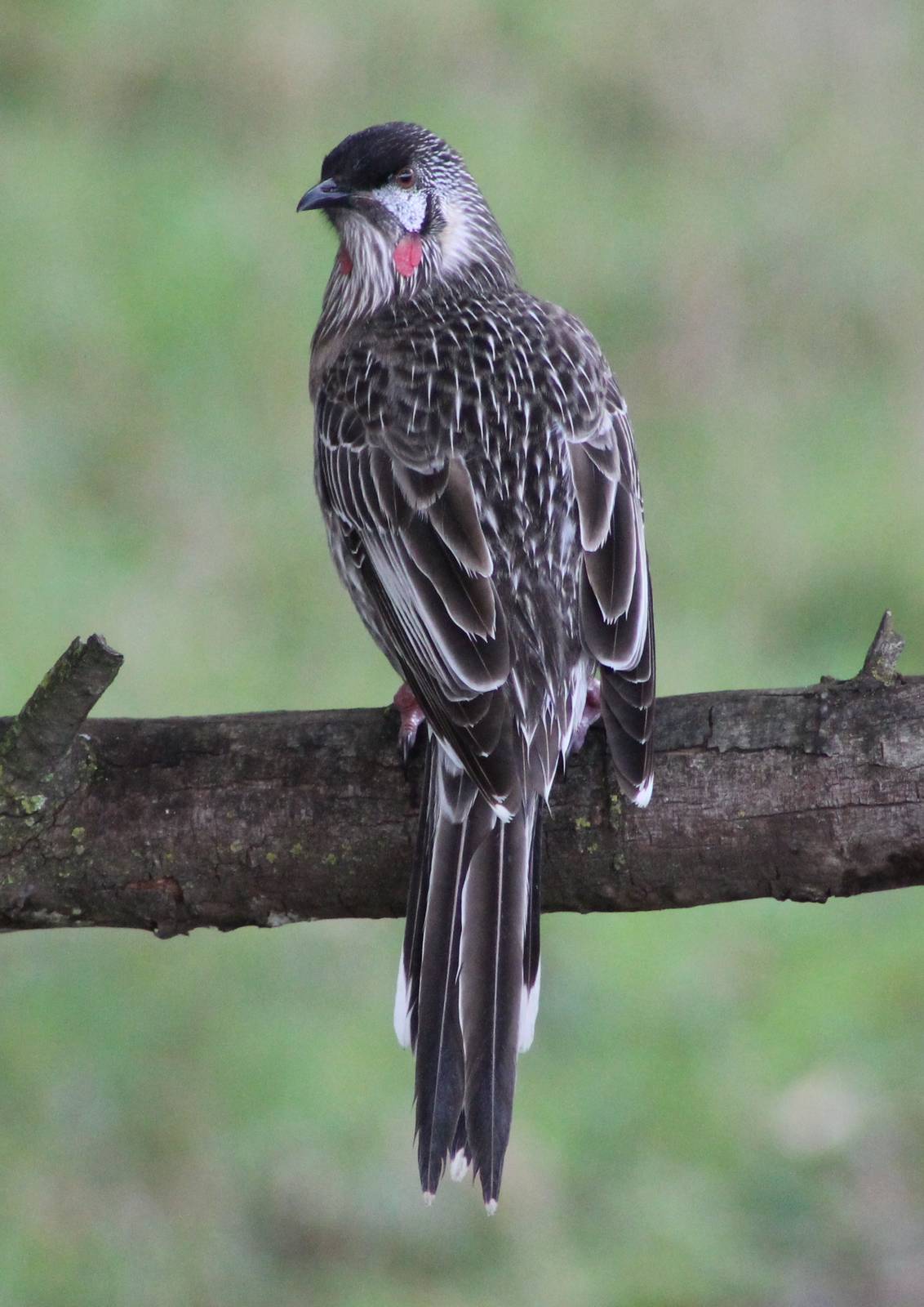 red wattlebird (Anthochaera carunculata)
