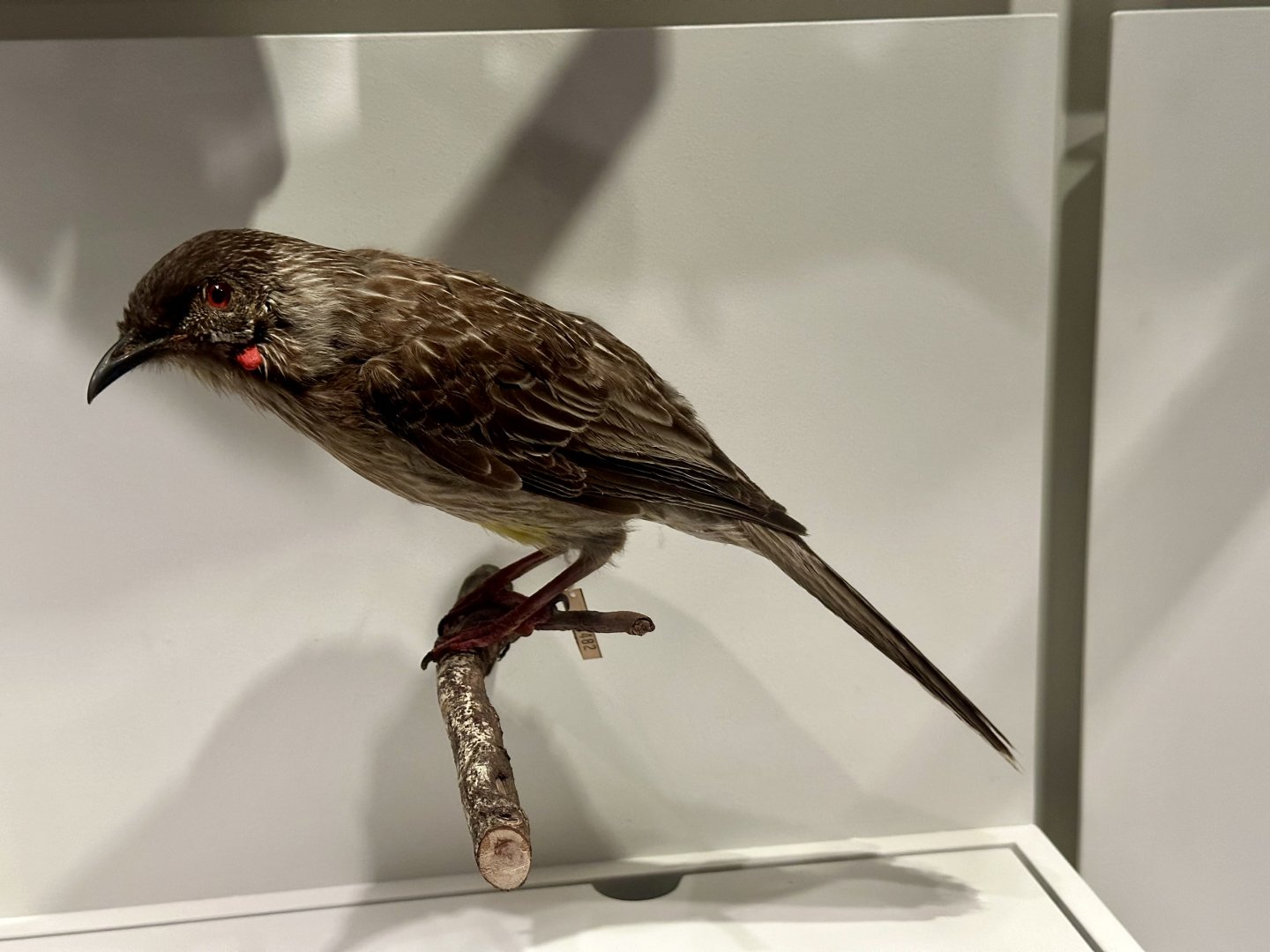Red wattlebird (Anthochaera carunculata)