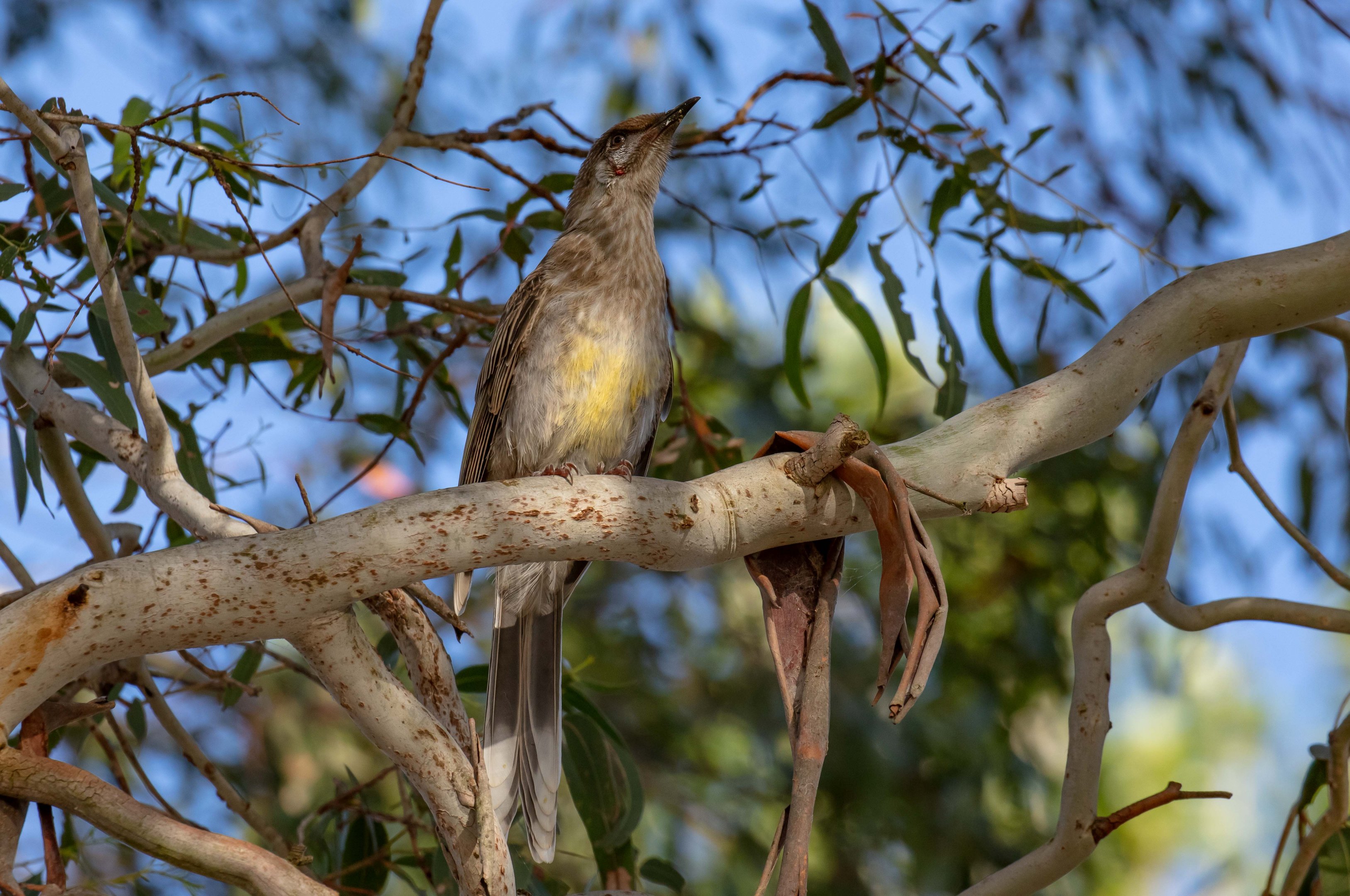 Red Wattlebird, immature