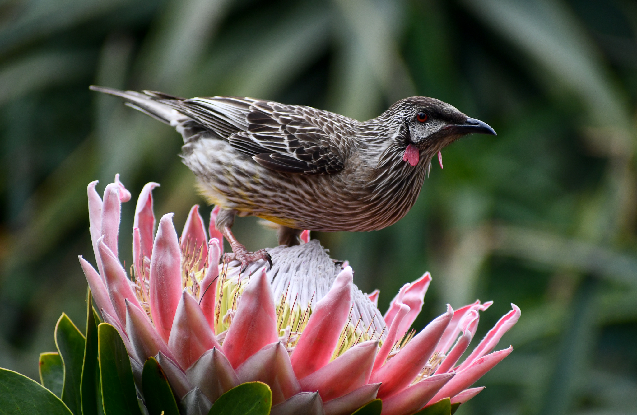 Red Wattlebird - wild
