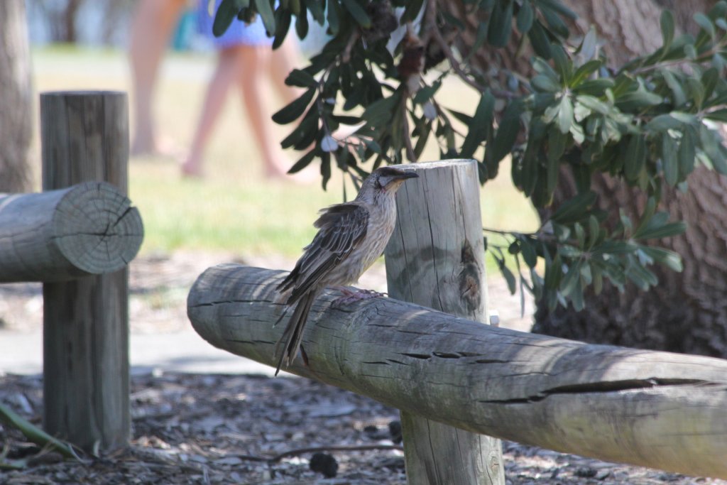 Red Wattlebird