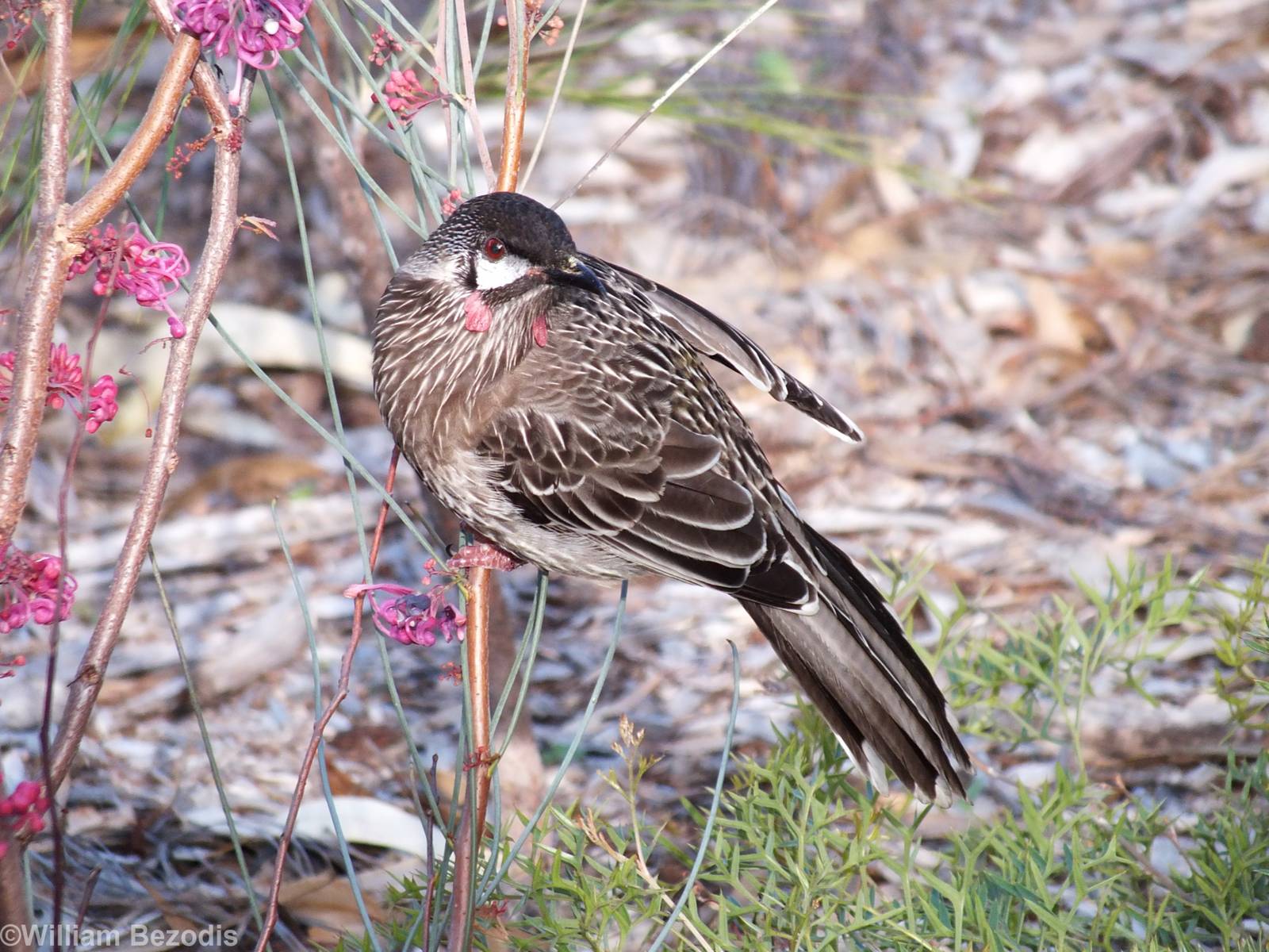 Red Wattlebird