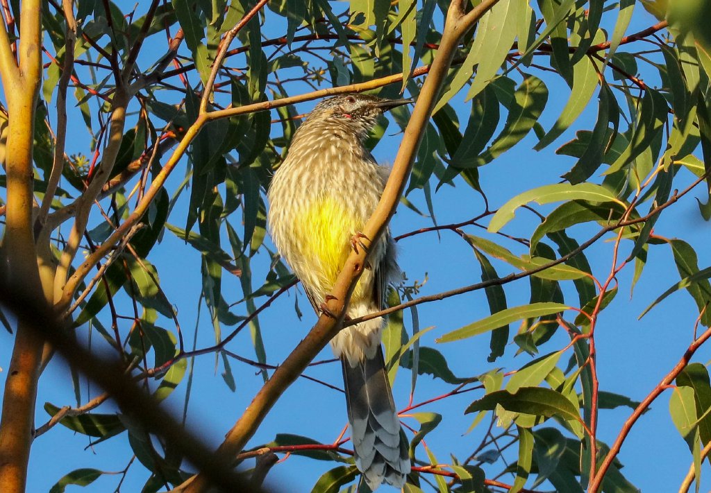 Red Wattlebird