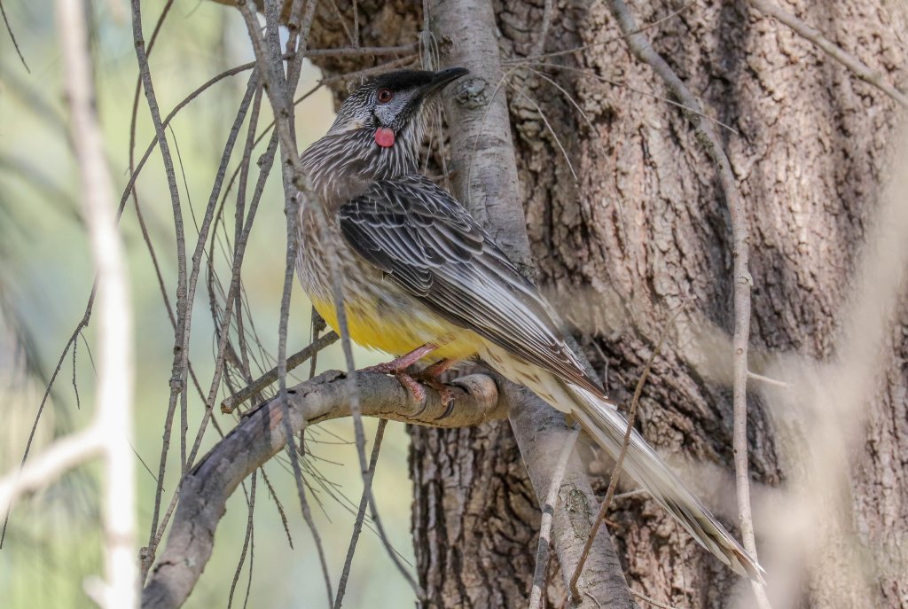 Red Wattlebird