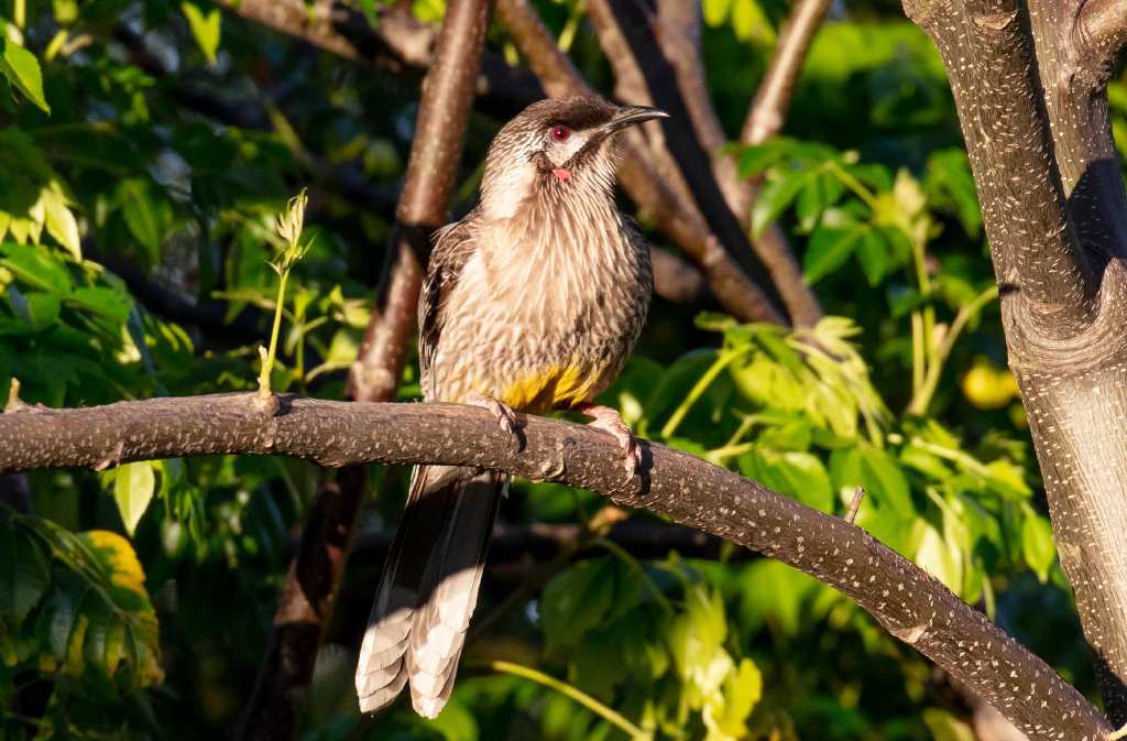 Red Wattlebird