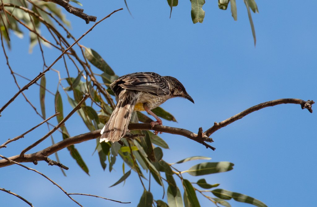 Red Wattlebird