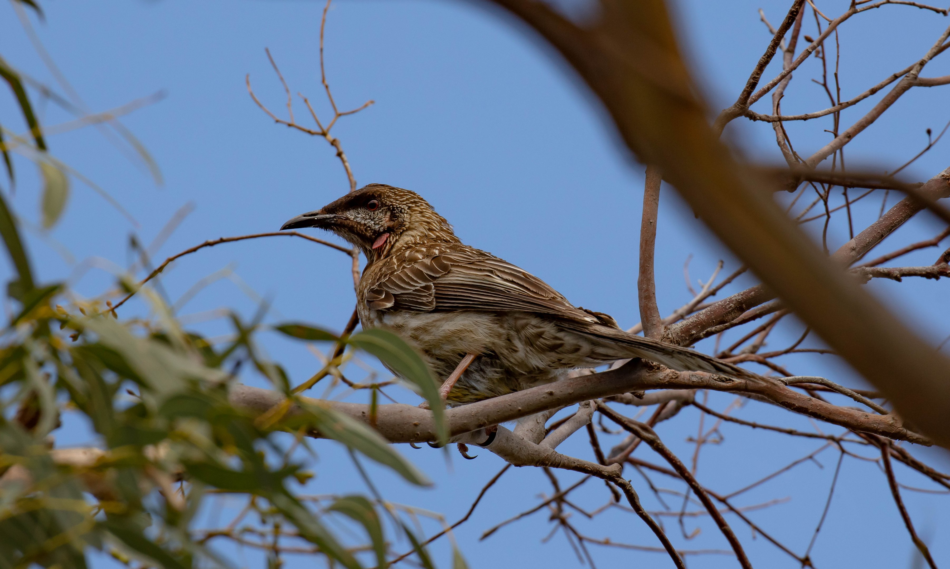Red Wattlebird