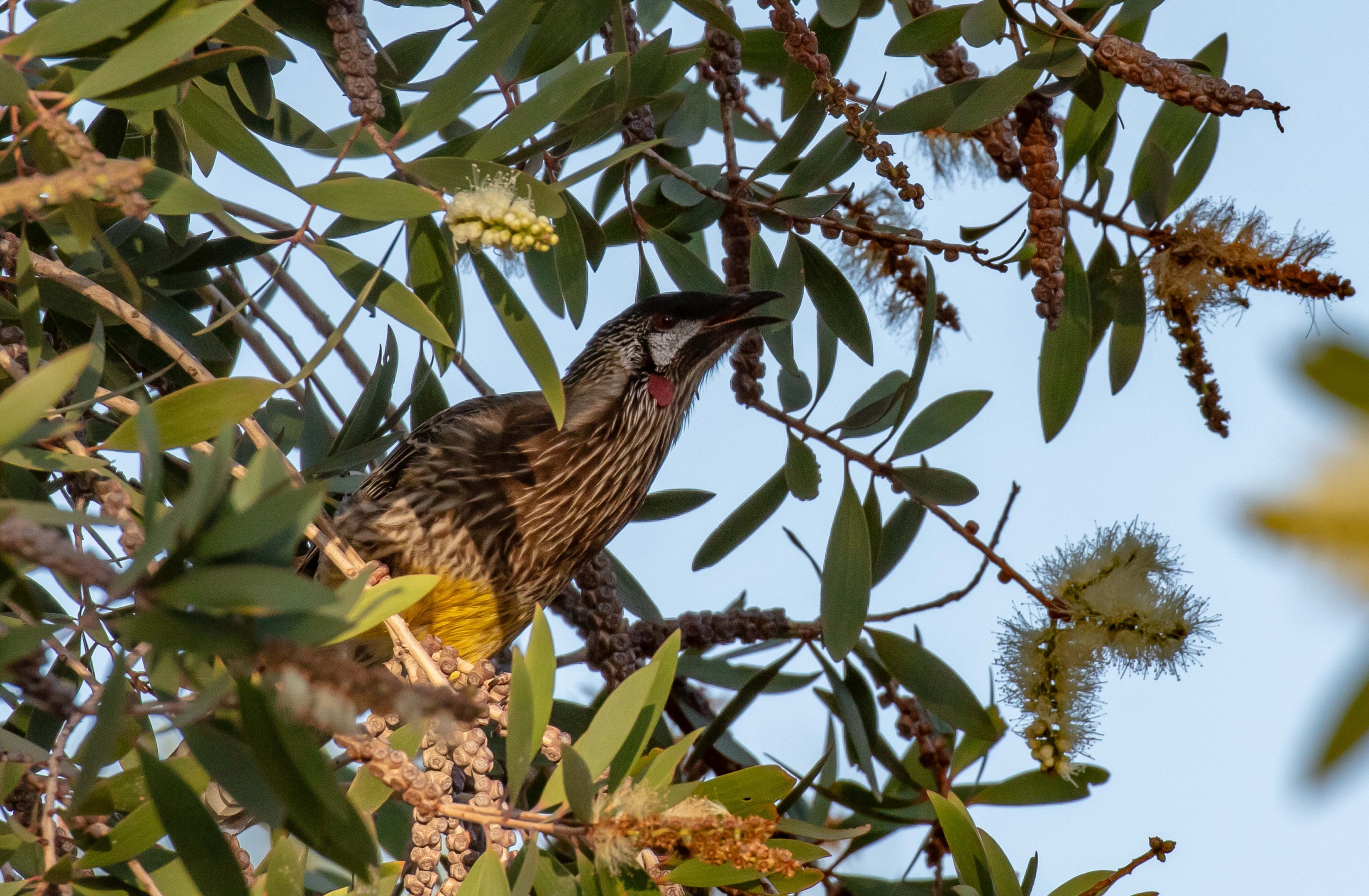 Red Wattlebird
