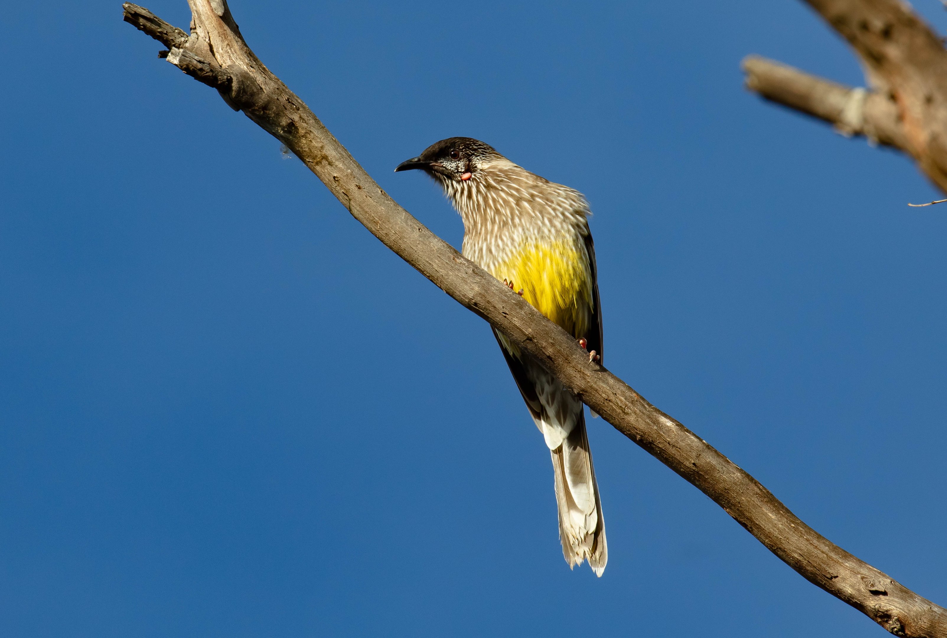 Red Wattlebird