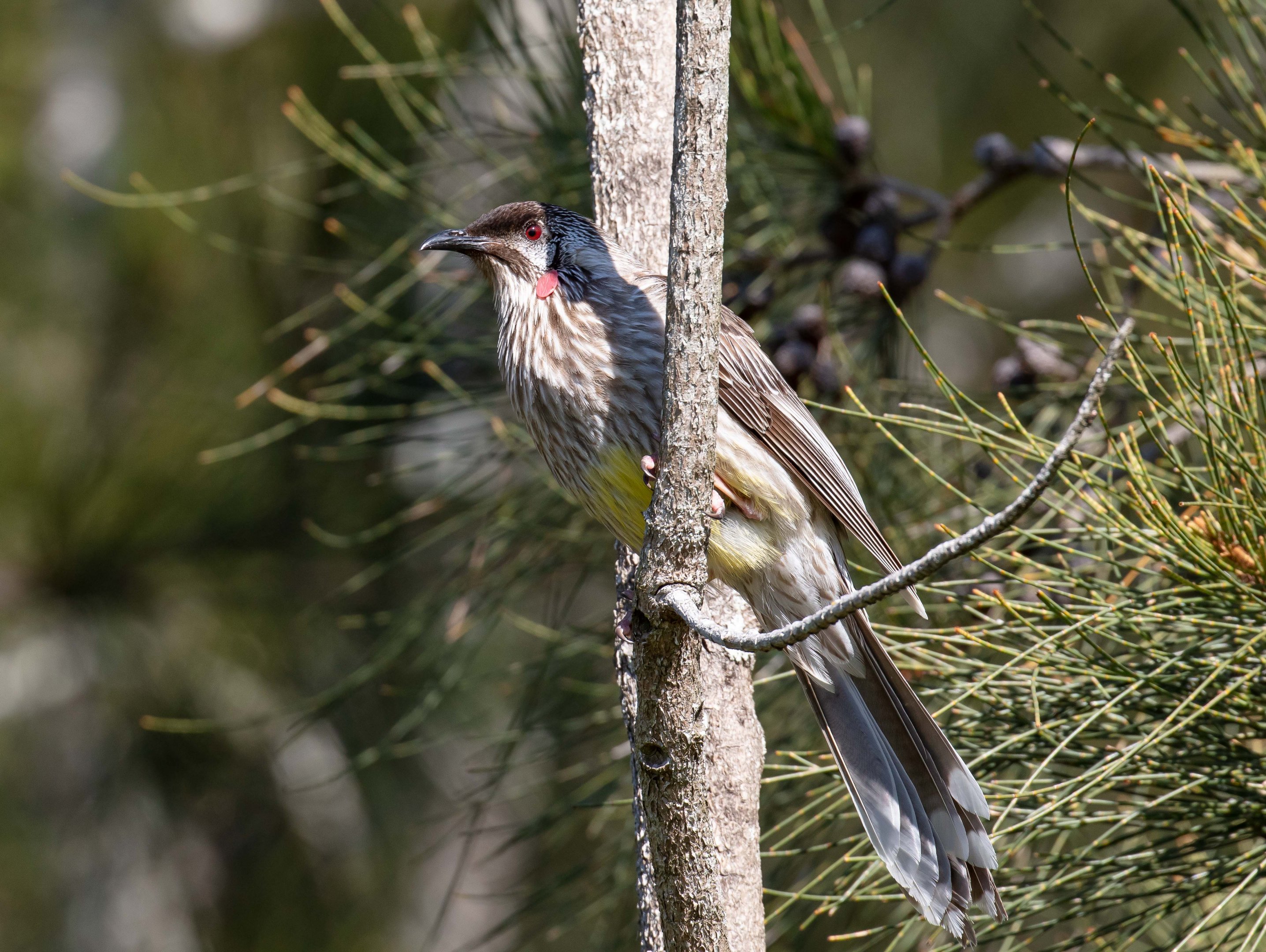 Red Wattlebird