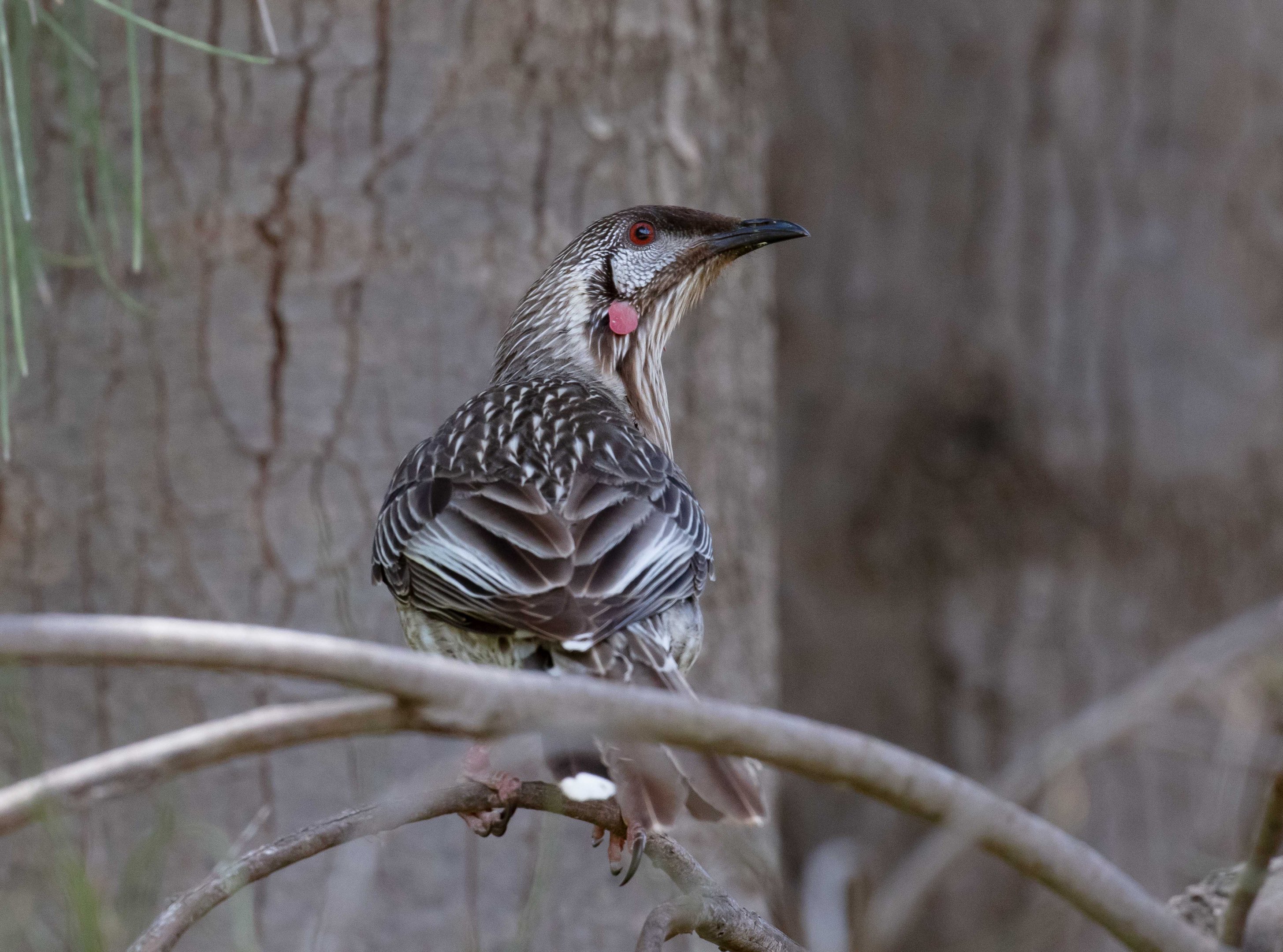 Red Wattlebird