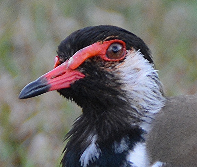 Red-wattled lapwing 1