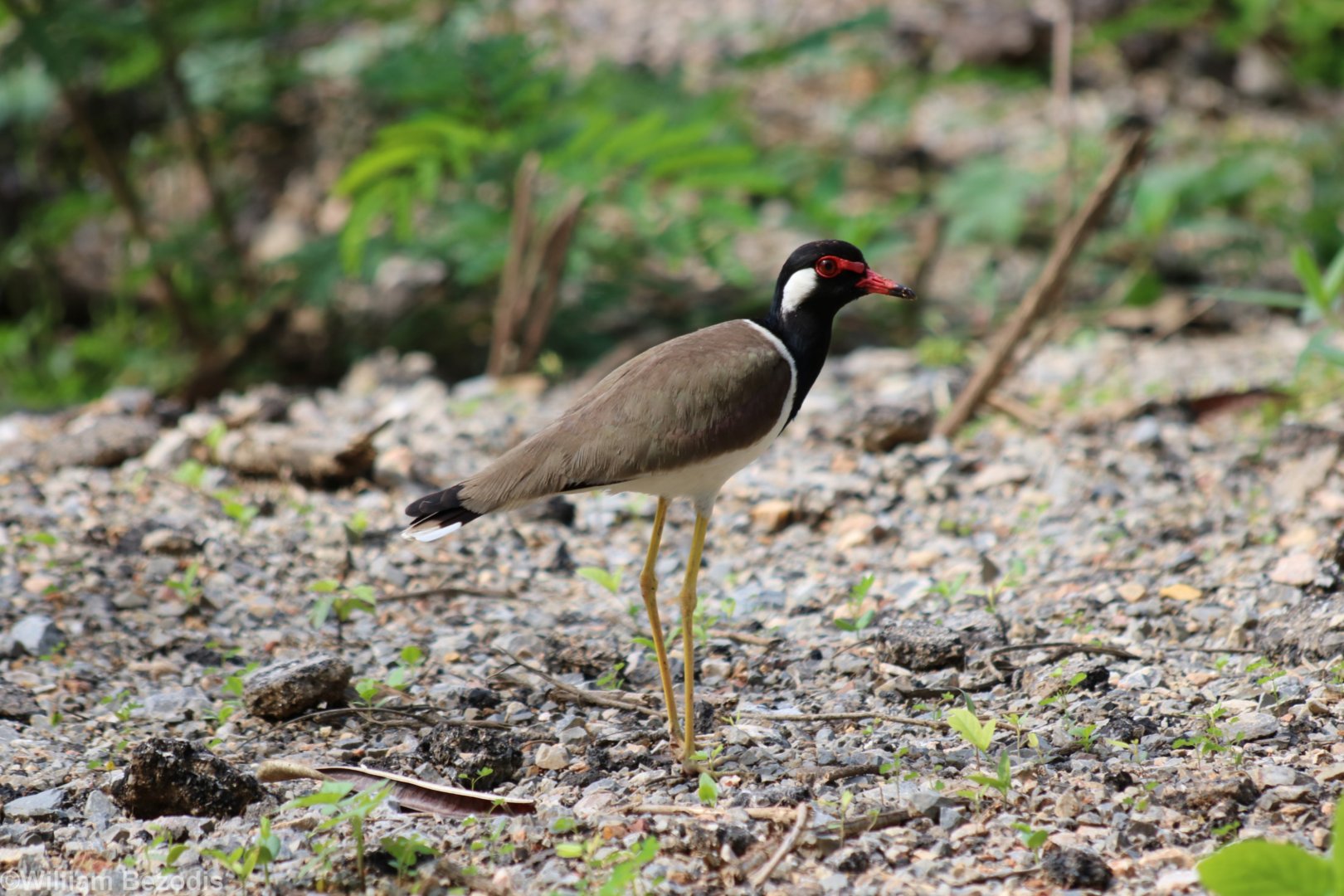 Red-wattled Lapwing - Kaeng Krachan National Park
