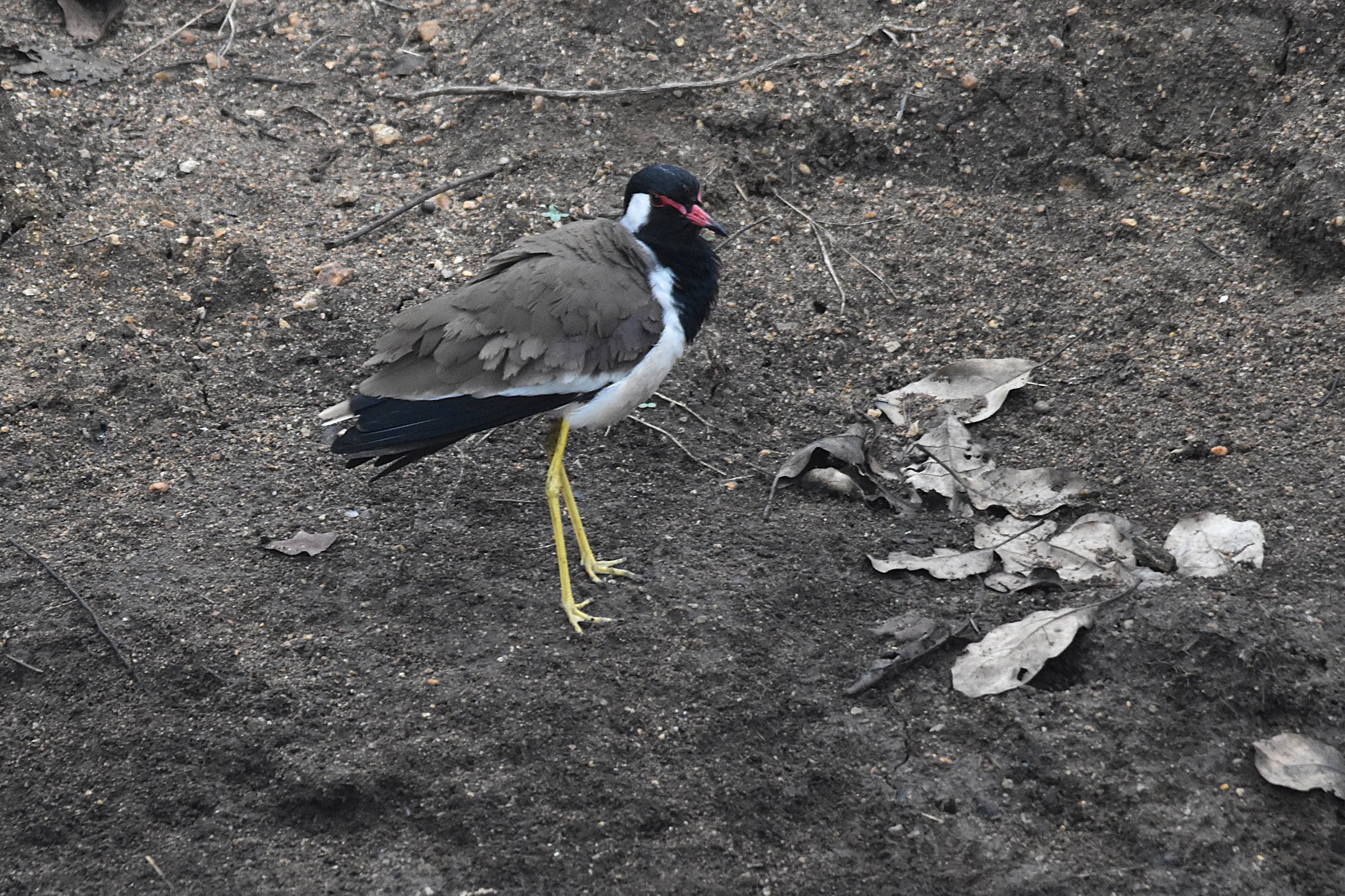Red-wattled Lapwing, Nagarahole Tiger Reserve, 19th November 2024