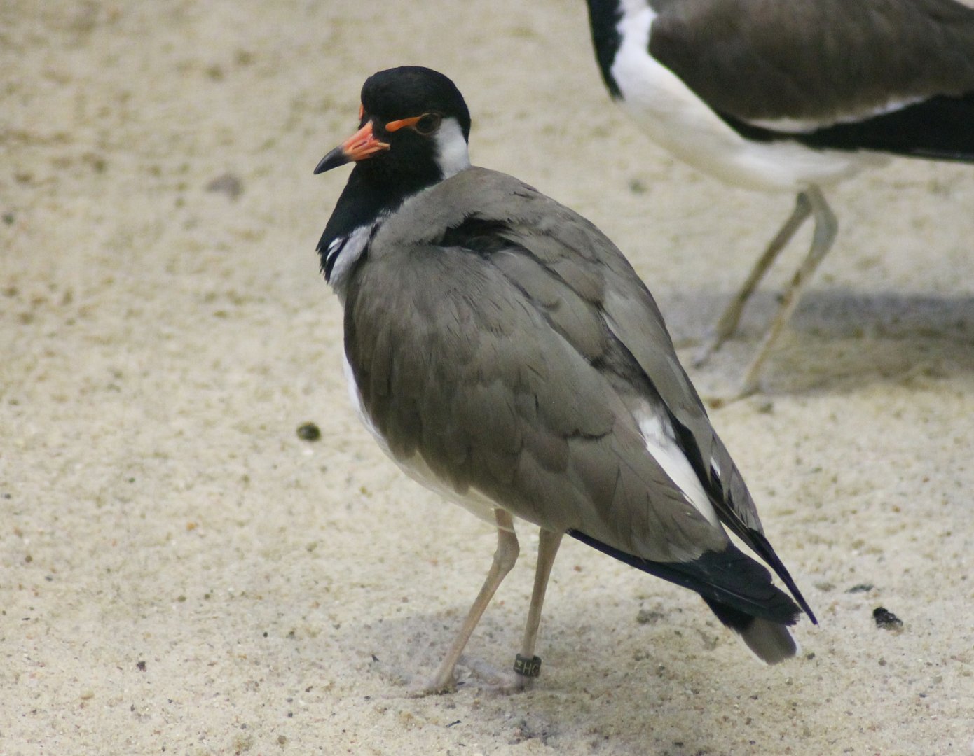 Red-wattled lapwing (Vanellus indicus)