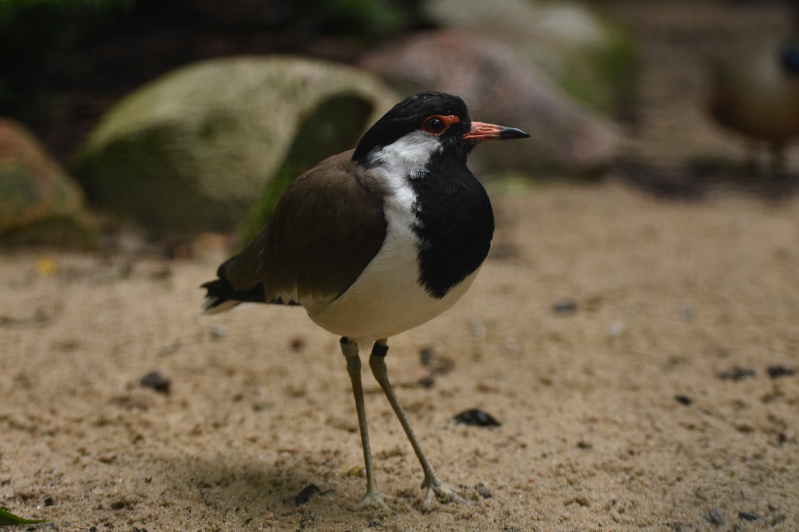 Red-wattled Lapwing Vanellus indicus