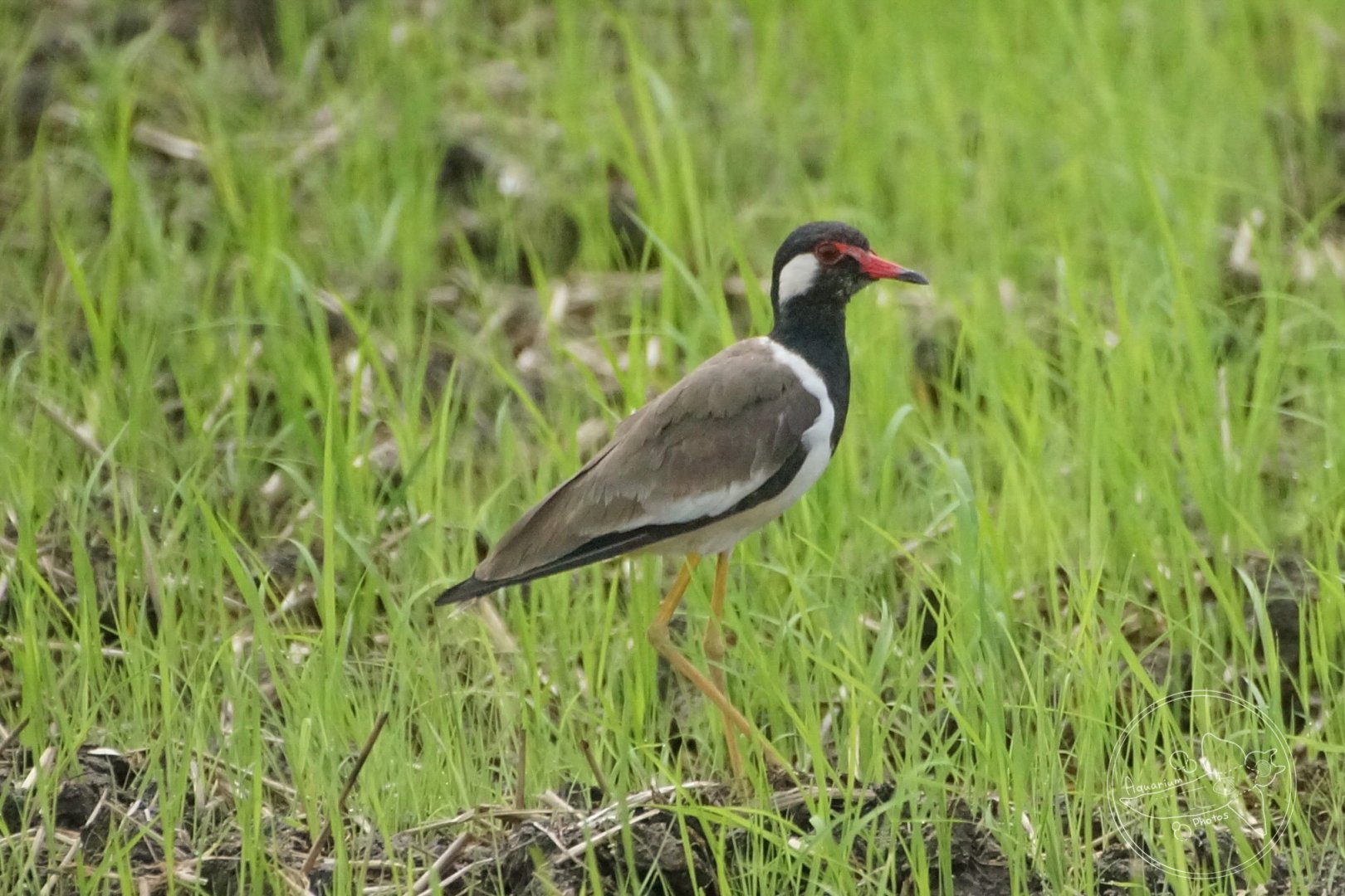 Red-wattled Lapwing (Vanellus indicus)