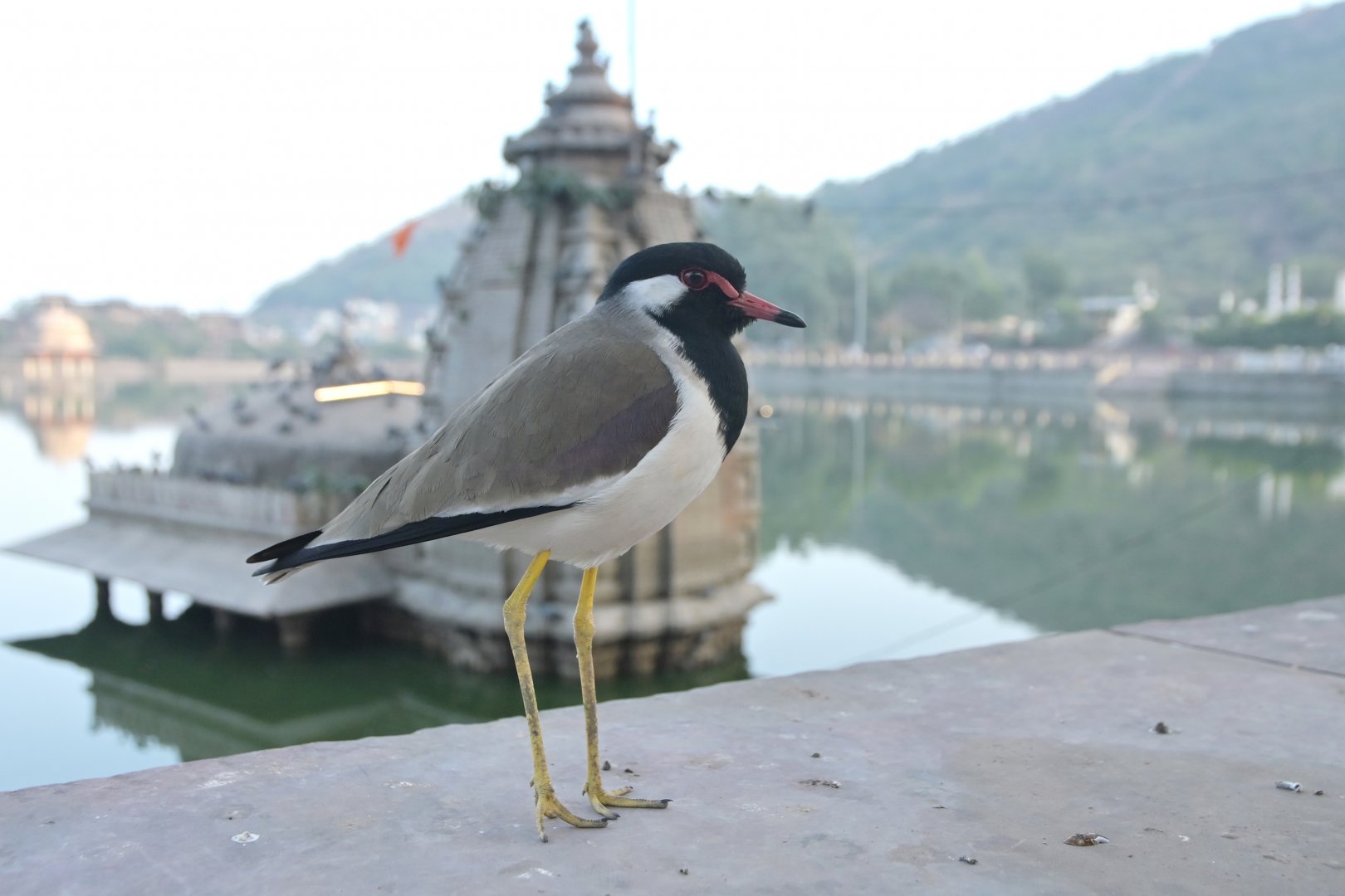 Red-wattled Lapwing Vanellus indicus