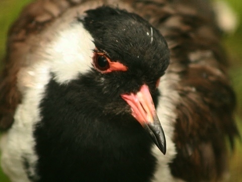 Red-wattled Lapwing