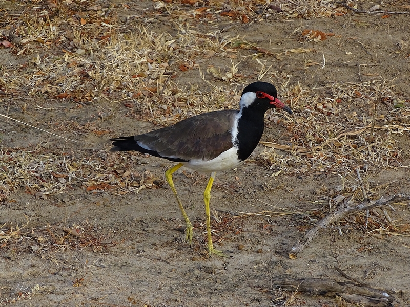 Red-wattled lapwing