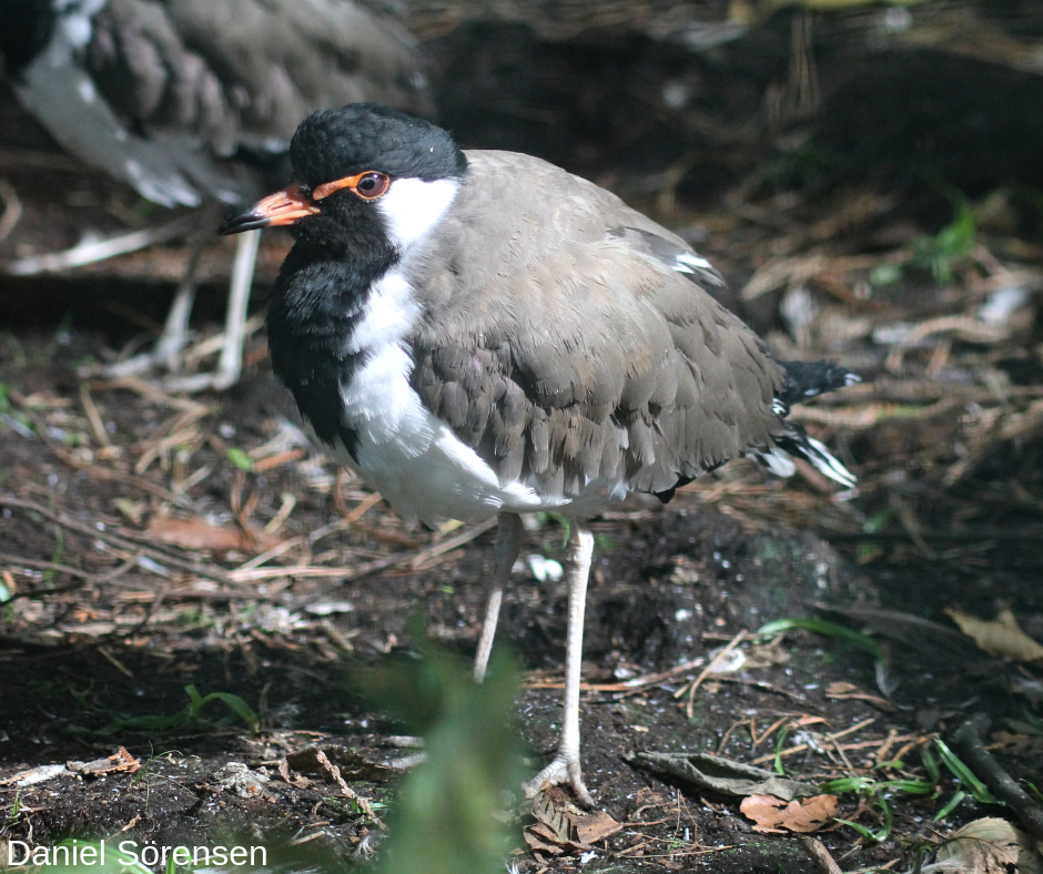 Red-wattled lapwing