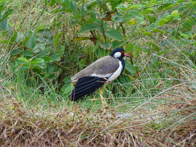 Red-wattled lapwing