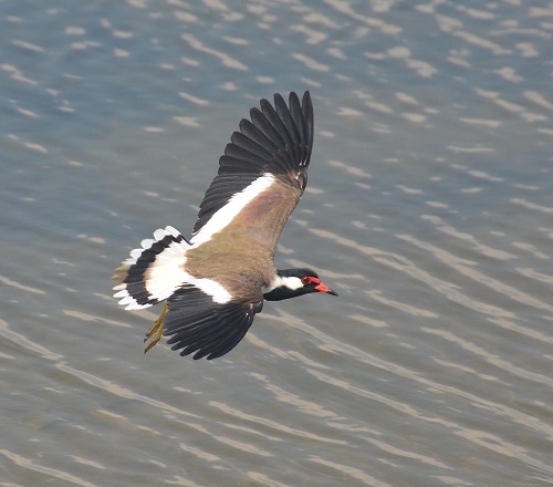Red-wattled lapwing