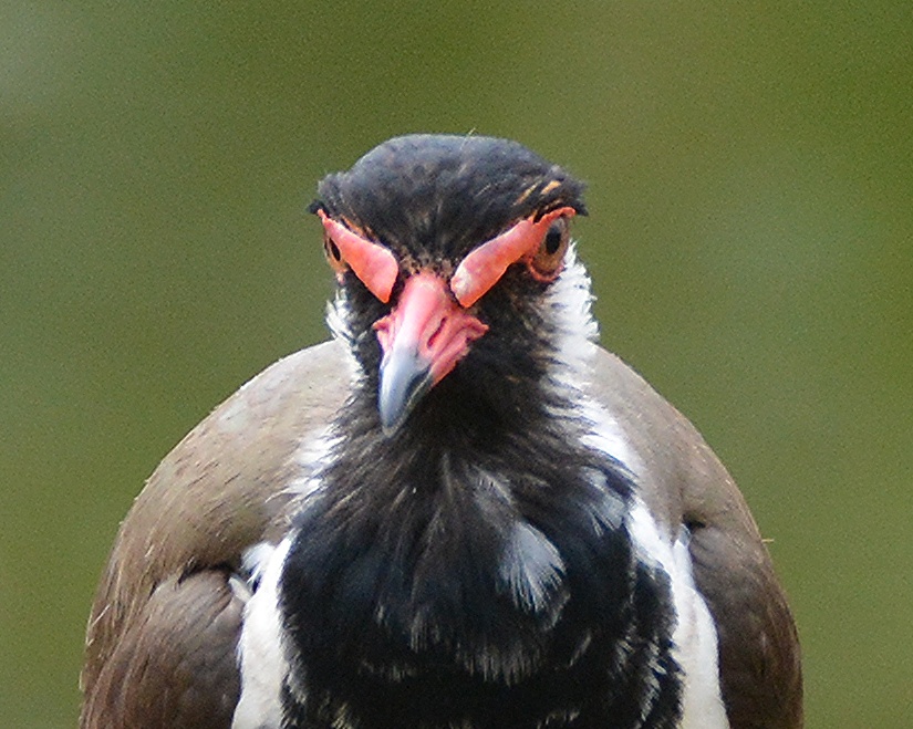 Red-wattled lapwing