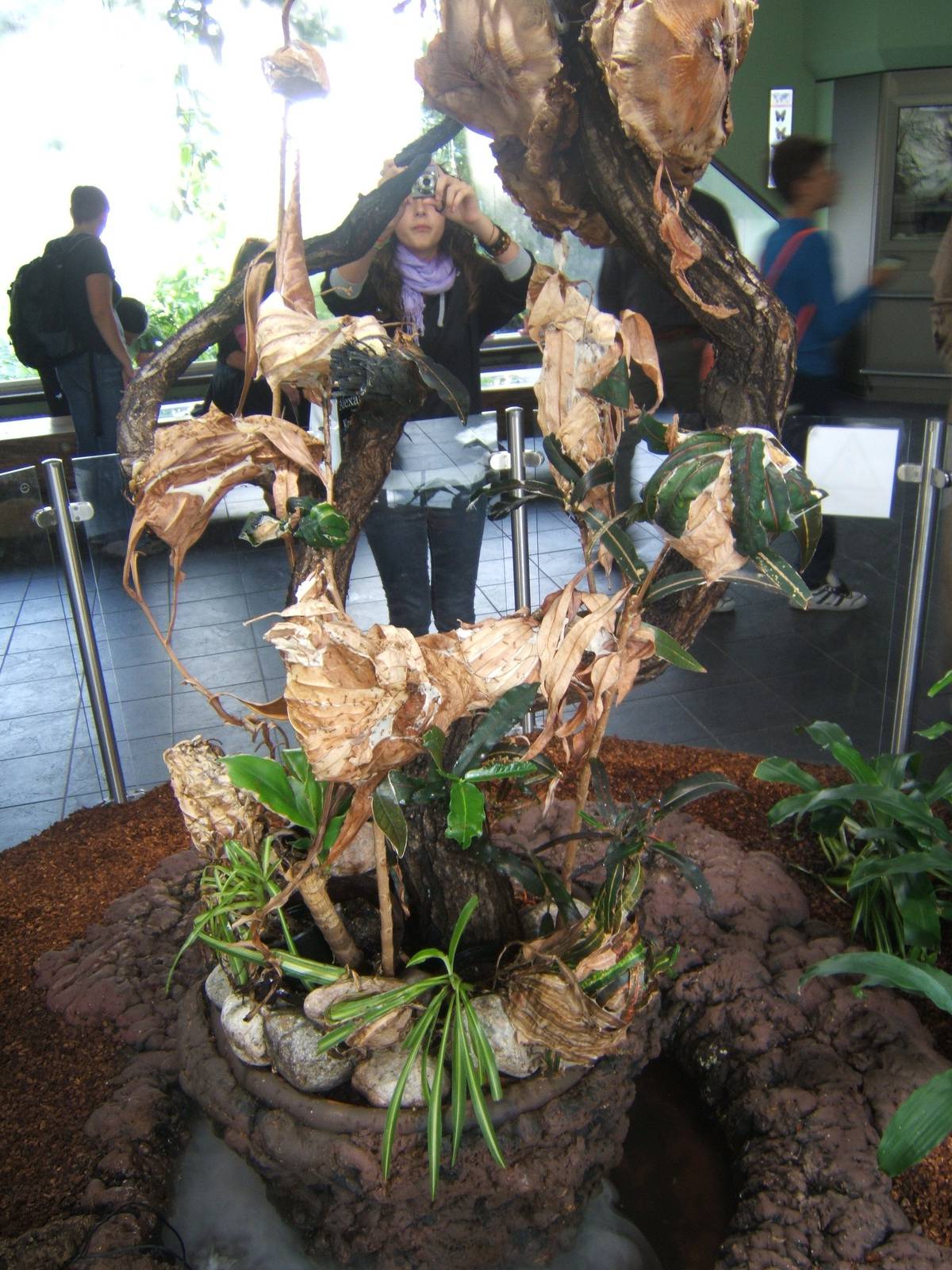 Red Weaver Ant exhibit