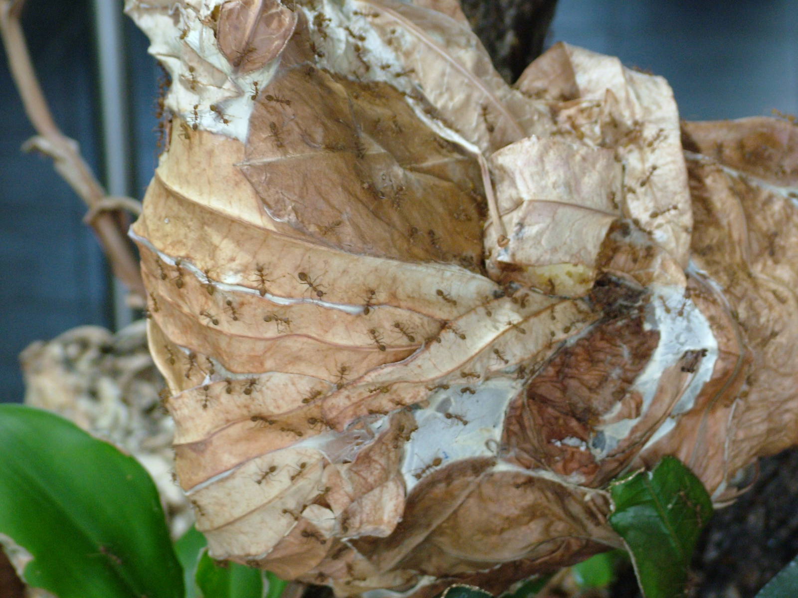 Red Weaver Ants at Berlin Zoo Aquarium, 31/08/11