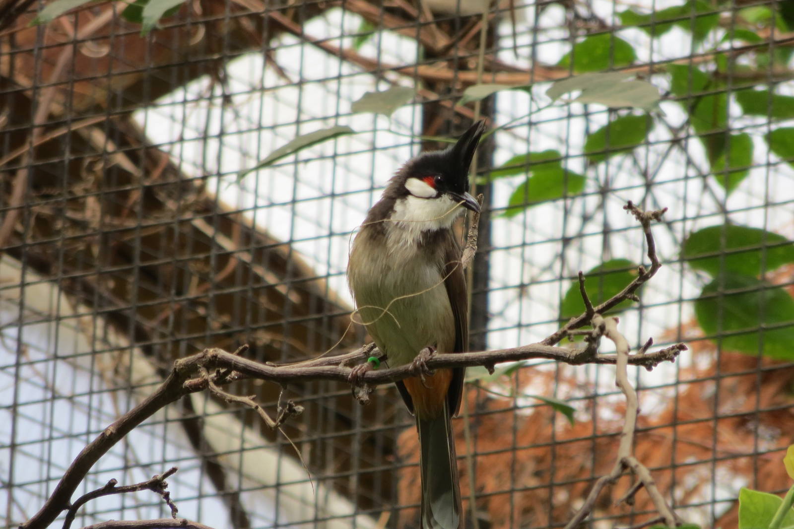 Red-whiskered Bulbul 060515