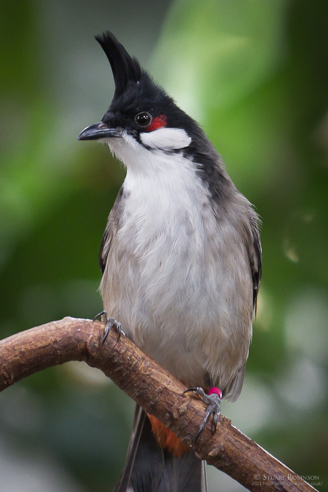 Red-whiskered Bulbul - 12/10/2011
