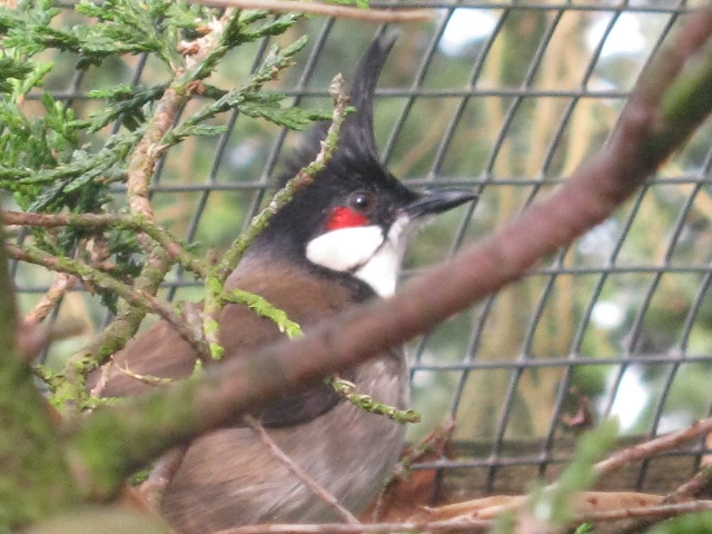 Red Whiskered Bulbul 2015
