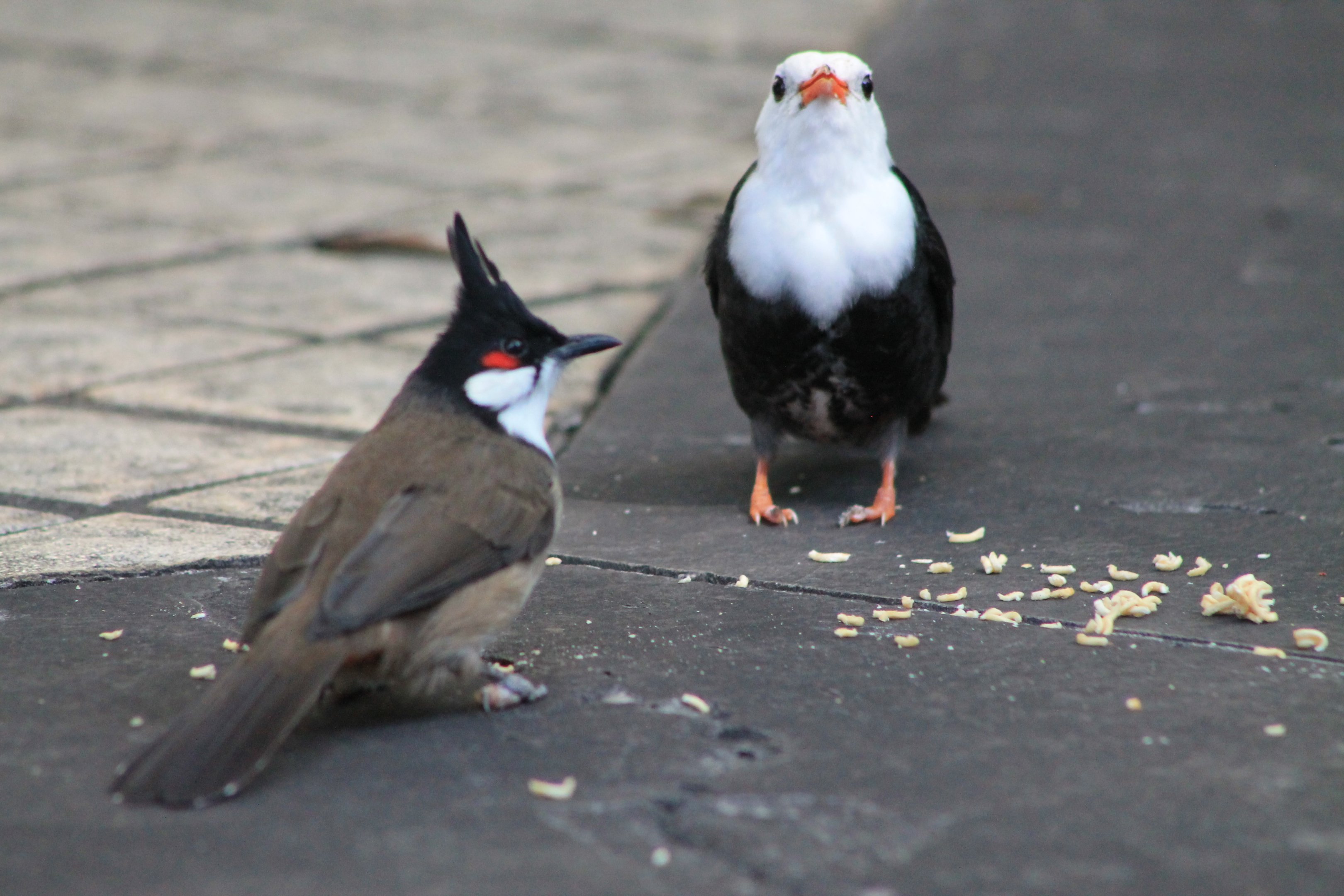 Red-whiskered Bulbul and Black Bulbul