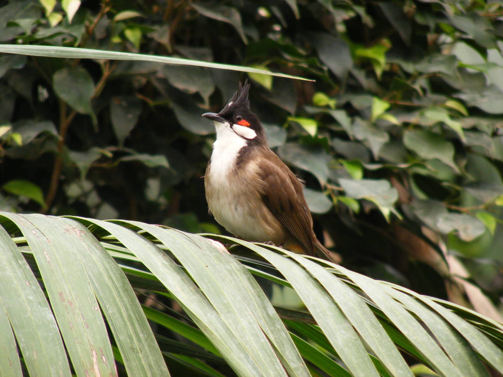 Red-whiskered bulbul at Fuengirola Zoo, 30 April 2009