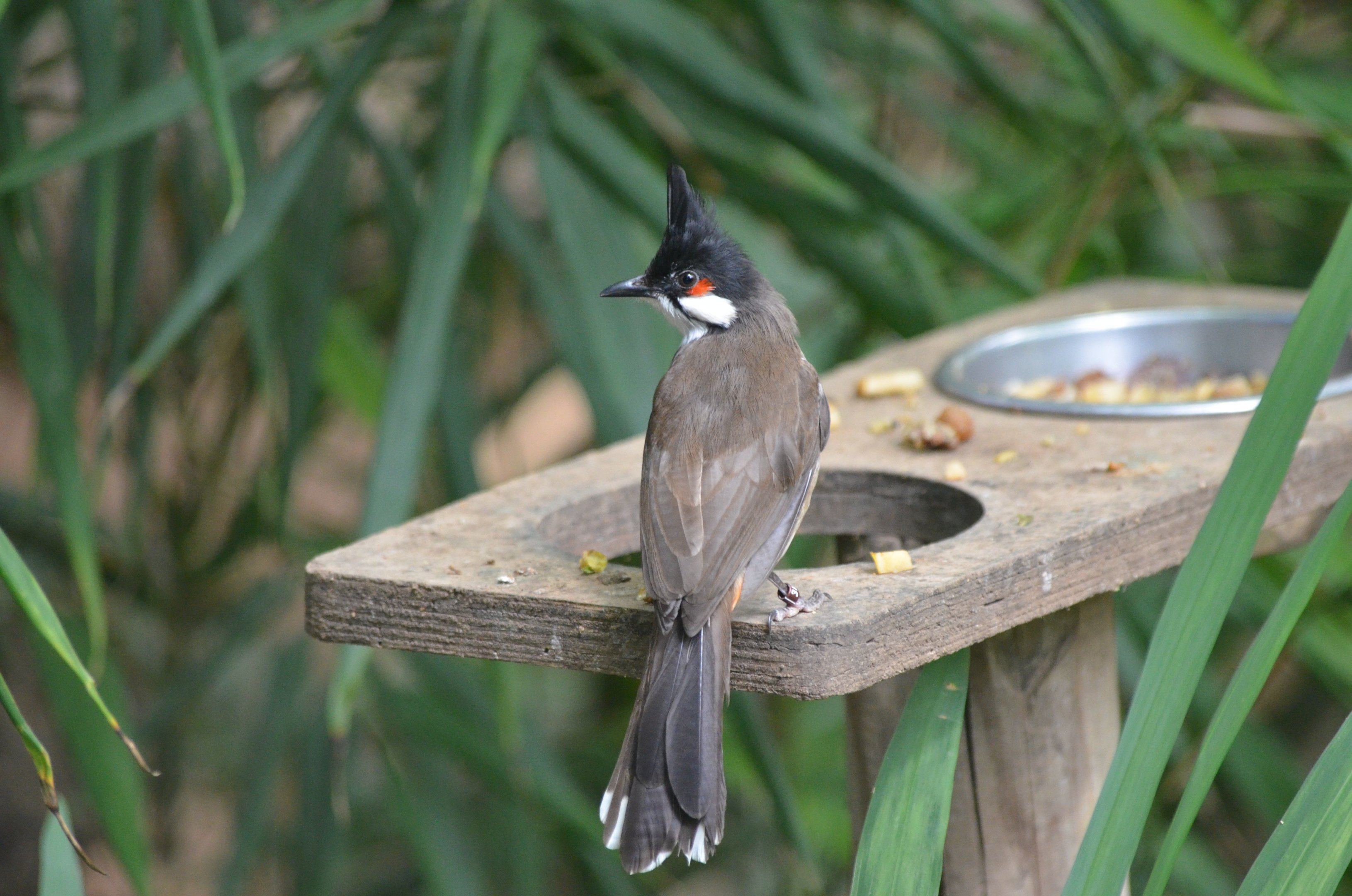 Red-whiskered Bulbul at Thrigby Hall, 10/06/17