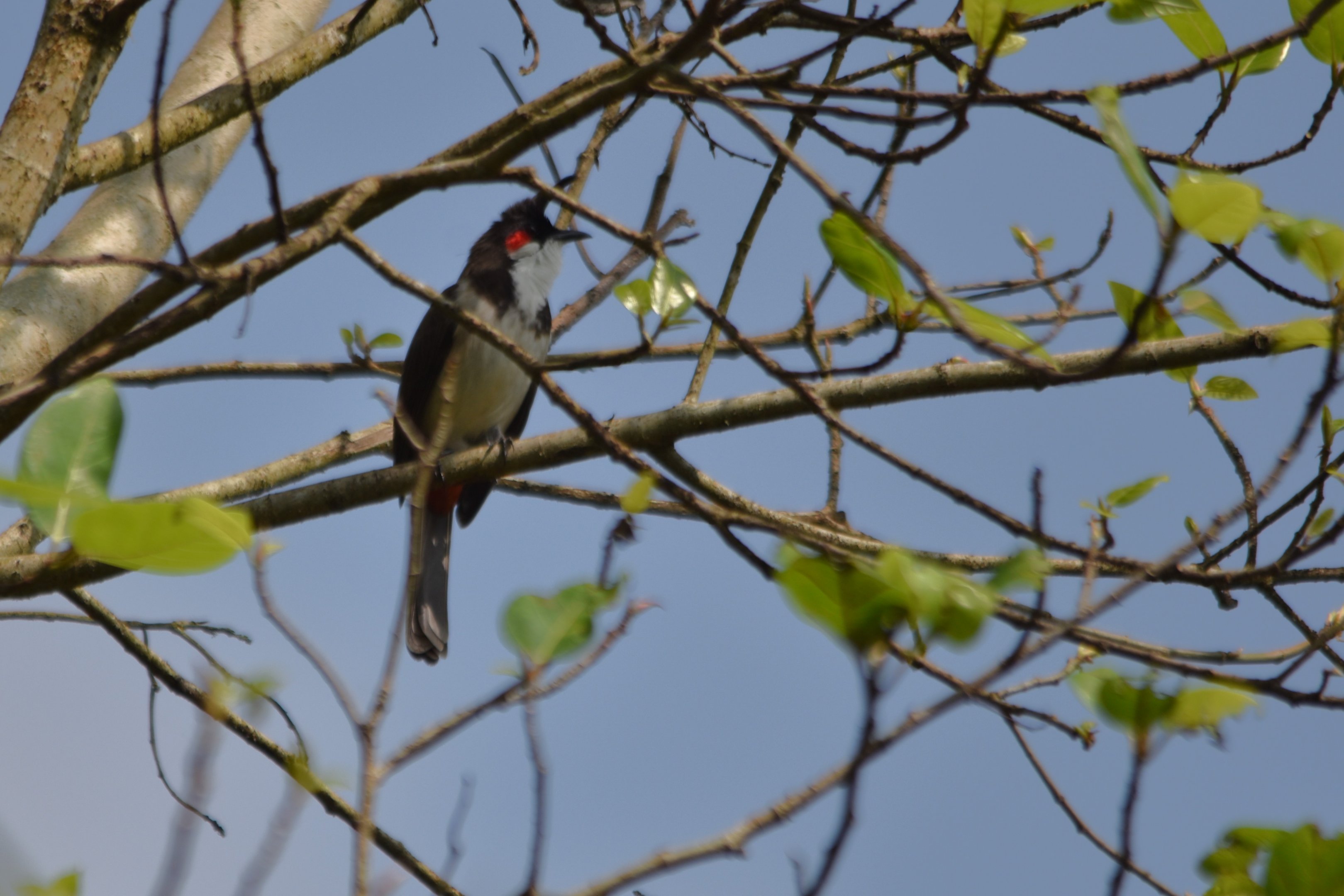Red-whiskered Bulbul, Kabini River Lodge, 18th November 2024