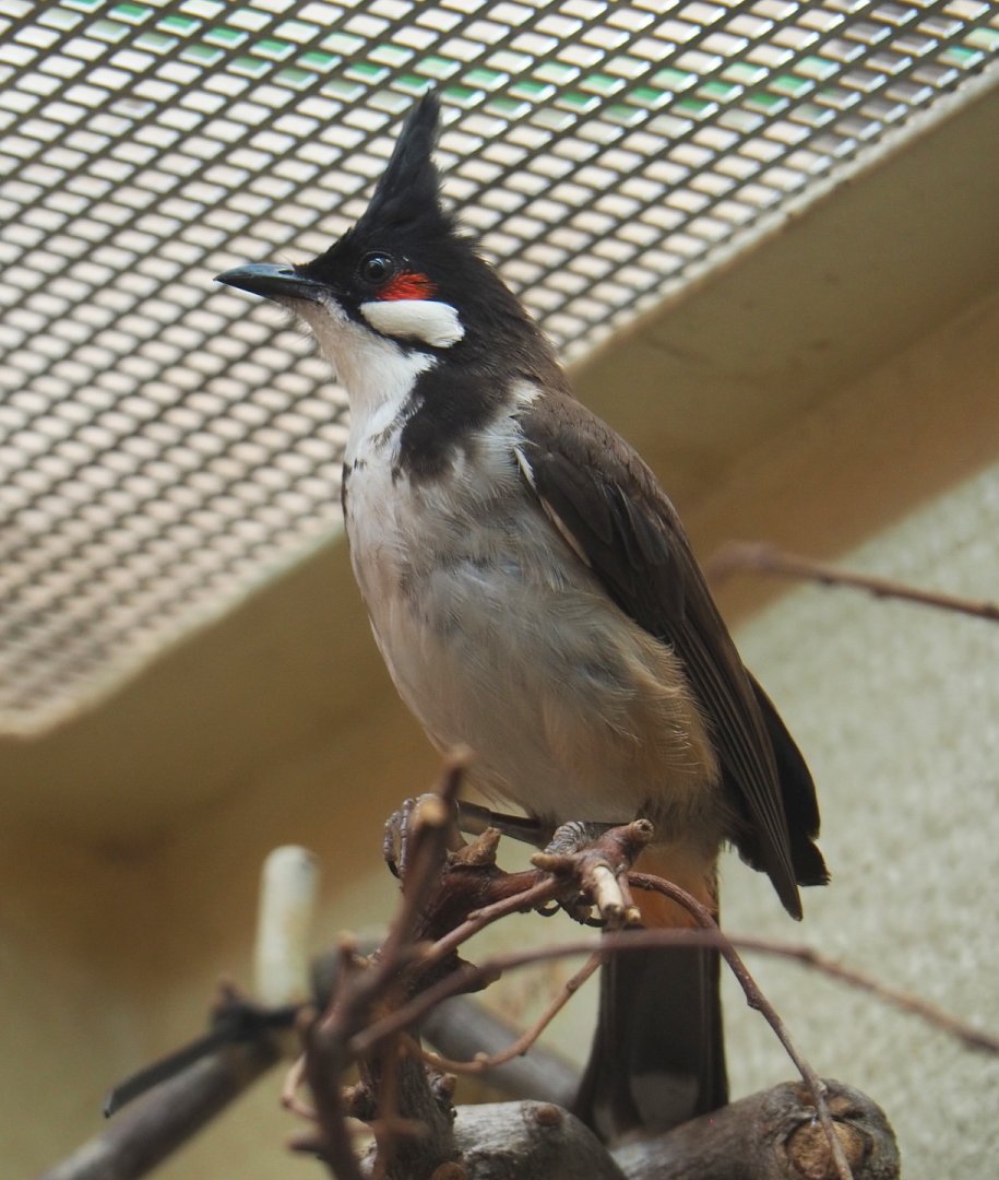 Red-whiskered bulbul (Pycnonotus jocosus), 2021-07-17