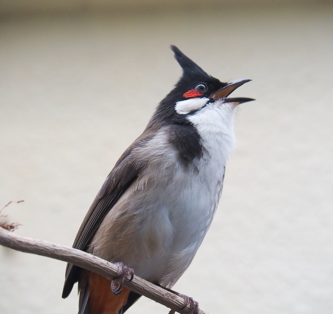 Red-whiskered bulbul (Pycnonotus jocosus), 2022-03-16