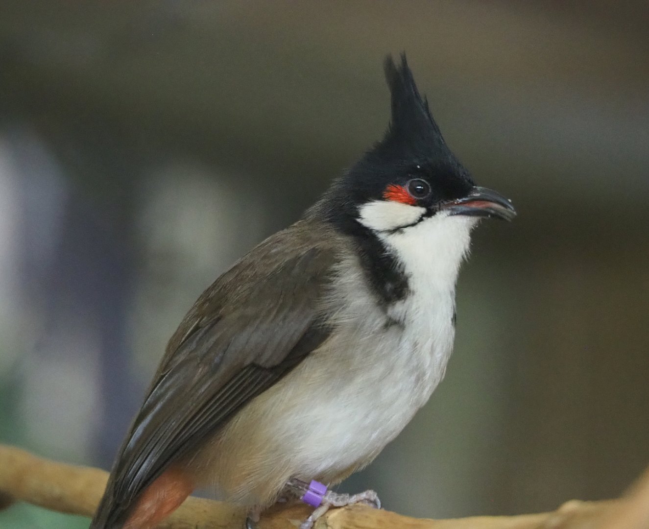 Red-whiskered bulbul (Pycnonotus jocosus), 2022-05-26