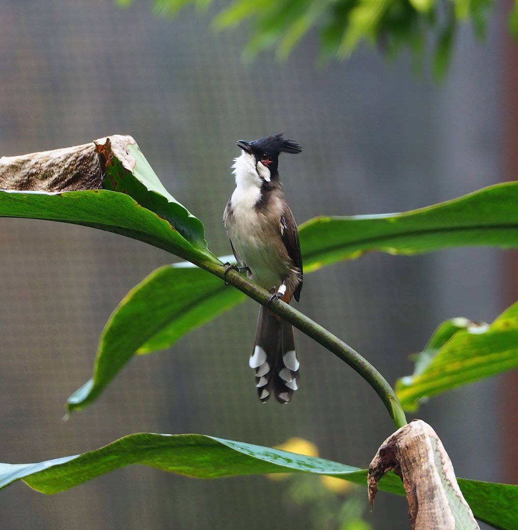Red-whiskered bulbul (Pycnonotus jocosus), 2023-10-07