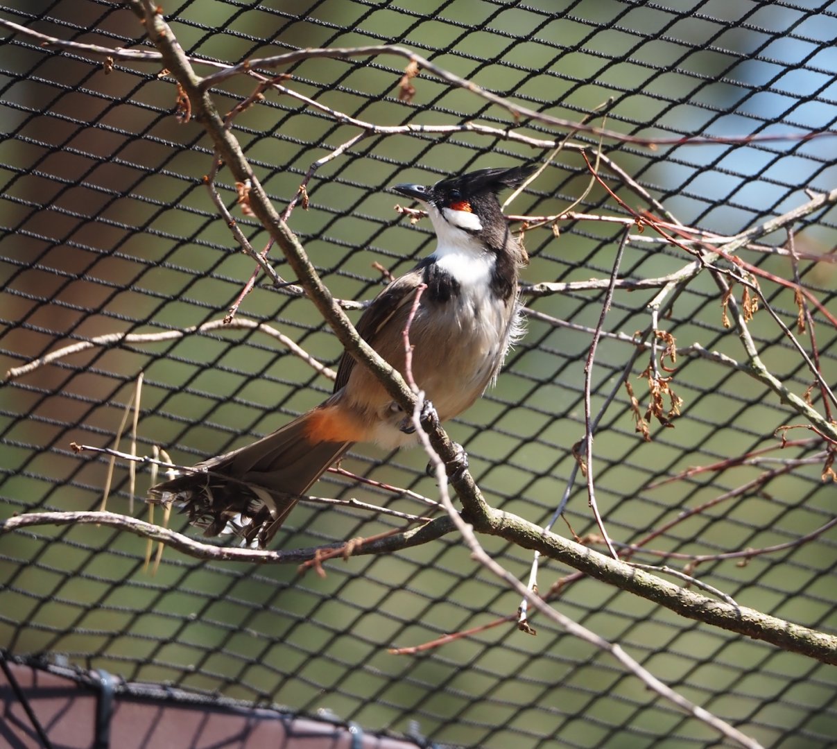 Red-whiskered bulbul (Pycnonotus jocosus), 2024-05-21
