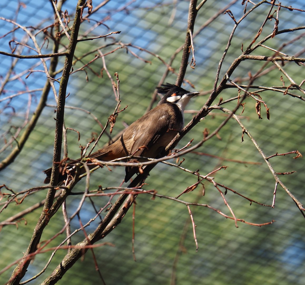 Red-whiskered bulbul (Pycnonotus jocosus), 2024-05-23