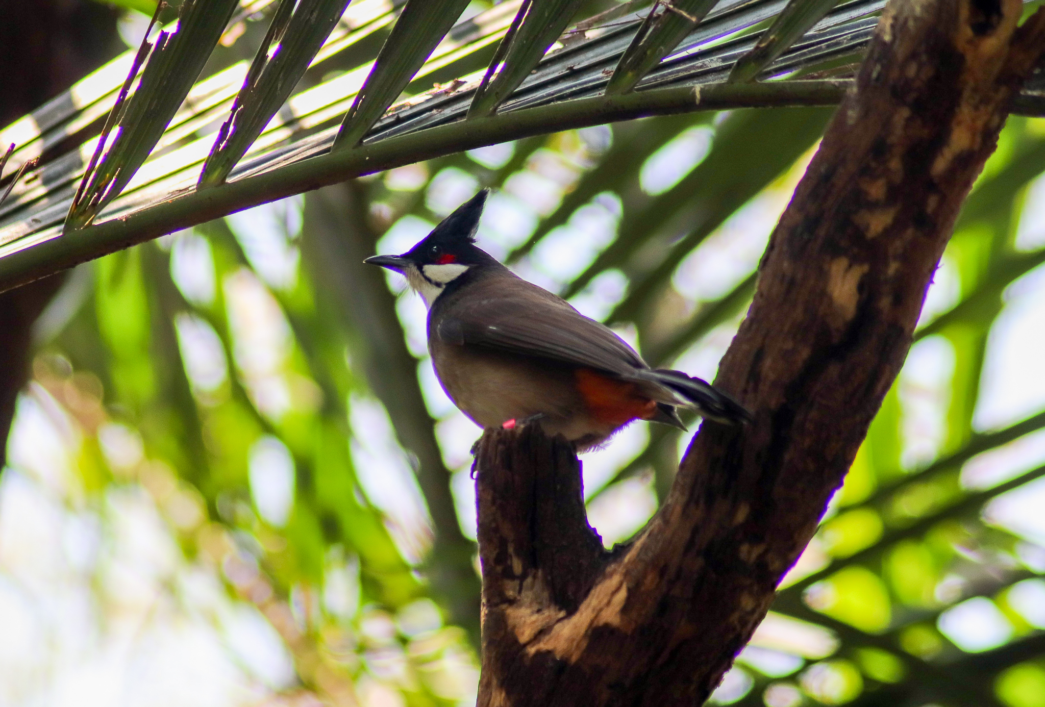 Red-whiskered Bulbul (Pycnonotus jocosus) - December 2019