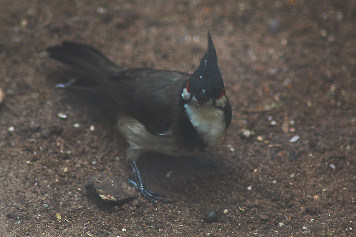 Red-whiskered bulbul (Pycnonotus jocosus fuscicaudatus)