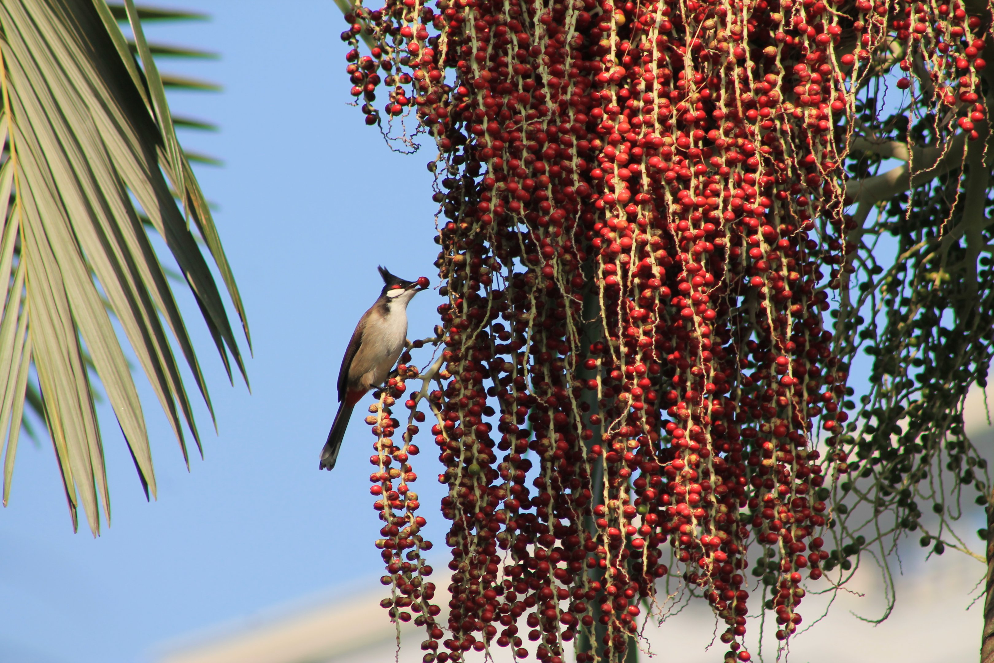 Red-whiskered Bulbul (Pycnonotus jocosus) on palm fruit